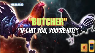 BUTCHER GAMEFOWL BLOODLINE Fighting Style and History [upl. by Nawram912]