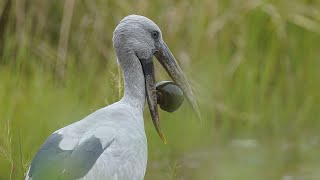 Open bill stork feeding on shell molluscs at Tadoba Andhari Tiger Reserve [upl. by Fe]