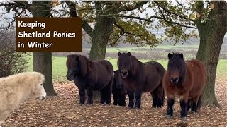 Keeping Shetland Ponies in Winter TV Episode 471 [upl. by Oech]