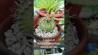 gymnocalycium mihanovichii [upl. by Scuram]