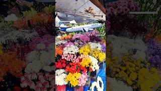 Kolkata to Dibrugarh flower flight viral shorts veryone highlight gacherjotnonin [upl. by Ennazor]