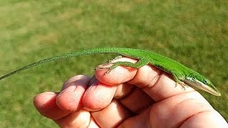 Friendly Green Anole Lizard [upl. by Hollister]