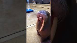 Walrus Whistle [upl. by Hoppe699]