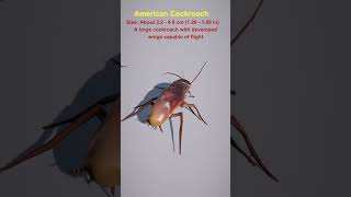 What are the largest cockroaches in the world cockroach comparison comparisonvideo [upl. by Durand]