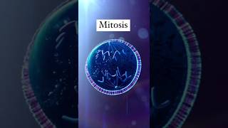 Mitosis Animation [upl. by Arvell812]