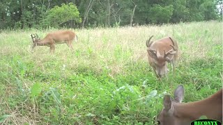 Create Terrific Deer Food Plots with These Insights [upl. by Russom]