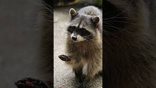 Shamanic Spirit Animal Message  Raccoon  Universal Alignment shamanichealing [upl. by Yentyrb]