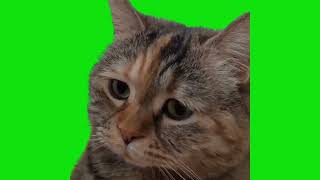 Sad Cat Meowing Meme Green Screen Chroma Key Template [upl. by Llennahc]