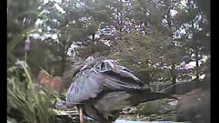 Heron Eating Koi in a Pond [upl. by Abel]