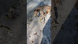 Pregnant Brown Stray dog sleeping in sunshine Mountain VillageNature Buddies ytshorts viralvideo [upl. by Atiuqrehs]