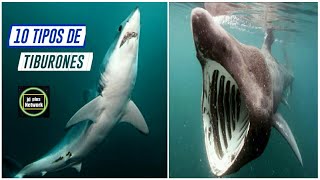 10 Tipos de Tiburones🌊🐚Especies de Tiburones🌊 [upl. by Cinemod]