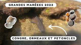 On pêche un énorme congre pendant les grandes marées  Pêche à pied Bretagne sud [upl. by Darnell]