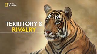 Legacy of the Queen Tiger  Clash Of Tigers  हिंदी  Full Episode  S1  E1  Nat Geo Wild [upl. by Zebulen793]