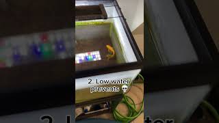 1010 fish tank for sure fyp shorts fish goldfish fishkeeping prank [upl. by Charin]