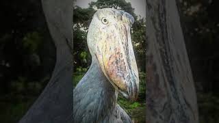 Eagle VS Shoebill Debate Edit Funny Capcut shortsfeed shorts [upl. by Budwig]