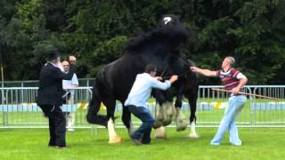 Stallion Fight Two Irish Shires [upl. by Marjorie397]