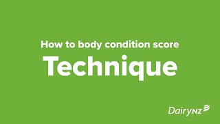 DairyNZ Body Condition Scoring  How To Condition Score [upl. by Cordle]