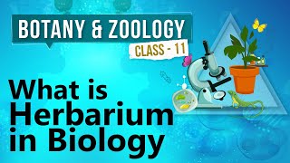 What Is Herbarium in Biology  Kingdom Plantae  Biology Class 11 [upl. by Aldercy]