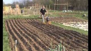 From seed to loaf part 1 of 2 allotment scale production of bread making wheat [upl. by Ysnat]