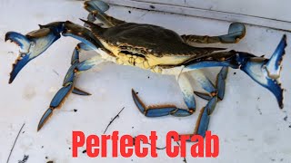 We Finally Caught Some Crabs [upl. by Alake]