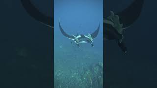 Oceanic Manta Ray vomits at diver [upl. by Latini515]