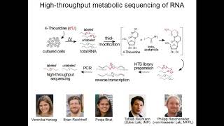 Thiol linked alkylation for the metabolic sequencing of RNA [upl. by Pavier]