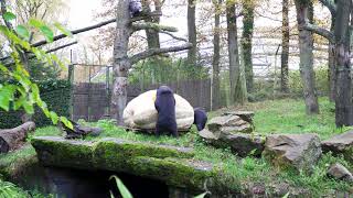 Beren plunderen Nederlands grootste witte pompoen In Burgers’ Zoo [upl. by O'Malley]