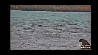 Bear 469 killing Bear 402 A Sad Day at Katmai GRAPHIC VIDEO [upl. by Aketahs]