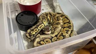 ドットが来てから、、、2 【ボールパイソン ドット】Since quotDotquot came to 2【Ball Python Dot】 [upl. by Yrellih]