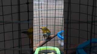 unboxing burung pleci montanus pleci plecimataputieh kicaumania [upl. by Ttezil]