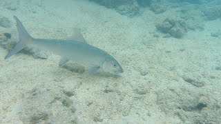 Bonefish Hanauma Bay Nature Preserve Hawaii snorkeling hawaii oahu hanaumabay [upl. by Nagirrek]