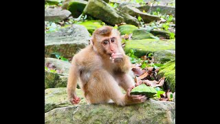 Best Footage of Baby LEO and Rainbow Enjoying Fruits Lovely Monkeys [upl. by Asinet]