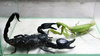 Mr Black Scorpion and Praying Mantis [upl. by Iclehc204]