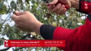 Fruitboom snoeien  tuintip Hartman Hoveniers [upl. by Handy]