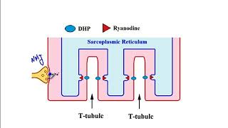 USMLE ACE Video 183 Mechanisms of Sarcomere and Smooth Muscle Contraction [upl. by Demetria]