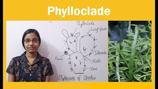 Phylloclade  Examples of Phylloclade [upl. by Flower]