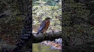 RedShouldered Hawk returns [upl. by Sirac]