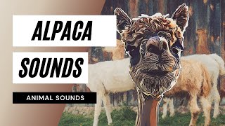 Sound of Alpaca Grunts  animal alpacas  bit sounds [upl. by Anirehc]