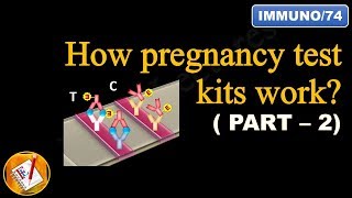 How pregnancy test kits work PART II FLImmuno74 [upl. by Dugaid254]