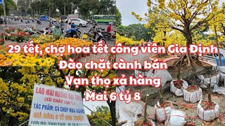 29 tết Chợ hoa tết Công viên Gia Định ĐÀO CHẶT CÀNH BÁN SỐC VỚI GỐC MAI 6 TỶ 8 VẠN THỌ XỔ HÀNG [upl. by Madelene]