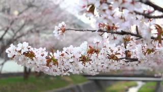 寒地土木研究所の千島桜並木が見頃に 北海道札幌市 ChishimaSAKURA in Sapporo Hokkaido [upl. by Jamnes814]