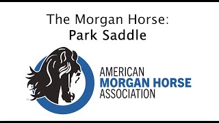 Morgan Horses in Park Saddle [upl. by Byrom]