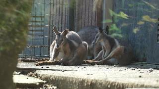 Wallaby and wallaroo 20241024／Tama Zoological Park／4K [upl. by Jorgan]