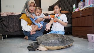 DRAMA  KURAKURA BESAR LEPAS 🐢 MASUK KAMAR SALSA  Salsa and Family [upl. by Arihaj675]