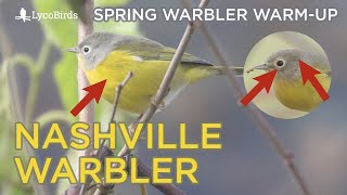 Nashville Warbler Identification  Spring Warbler Warmup [upl. by Aivyls]