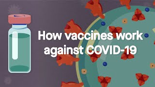 How vaccines work against COVID19 Science Simplified [upl. by Cirdet]