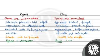 Which is not a difference between Cycas and Pinus A In Cycas entomophilly is seen while in P [upl. by Slin]