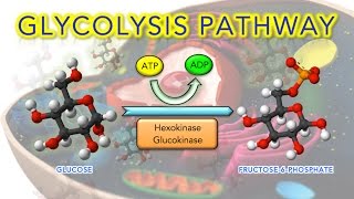 Steps of Glycolysis Reactions Explained  Animation  SUPER EASY [upl. by Hildebrandt355]