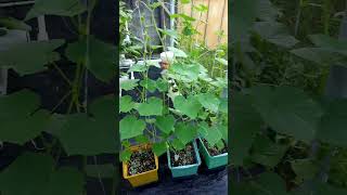 Soilless self watering cucumber pots [upl. by Yortal312]