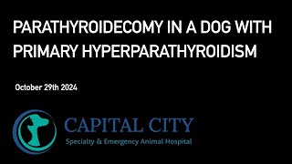 Parathyroidectomy in a Dog with Primary Hyperparathyroidism 20241029 [upl. by Assenab]